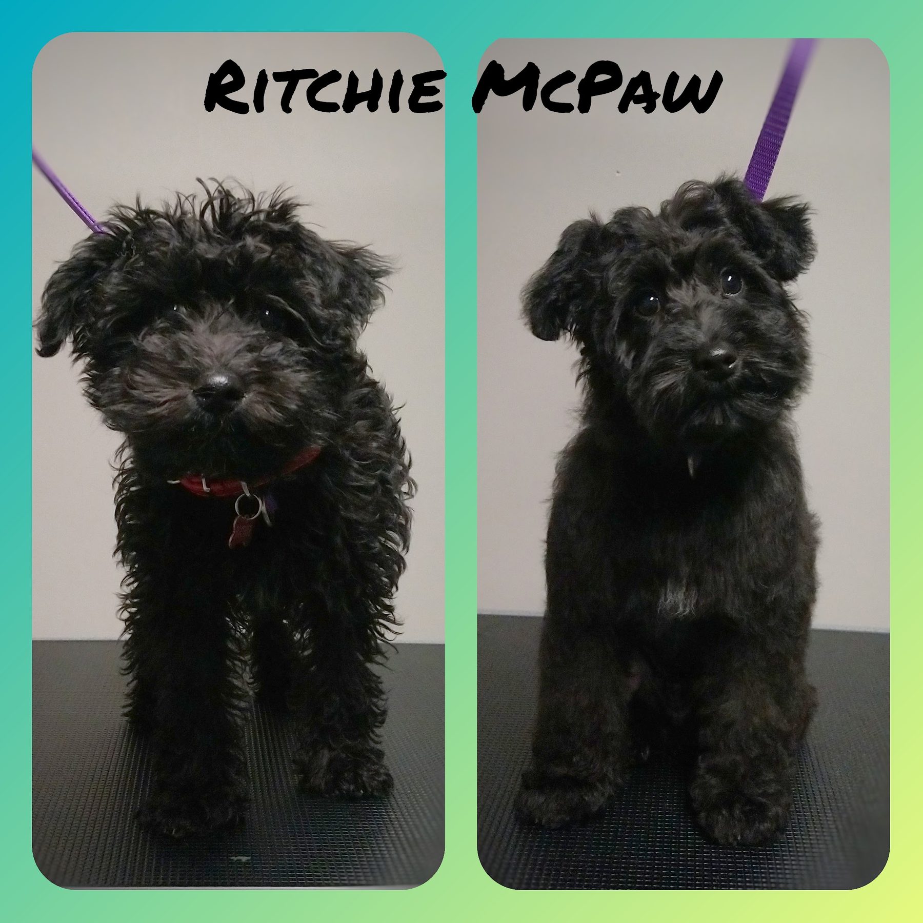Before and after of Ritchie, a black poodle cross, matted then neatly clipped