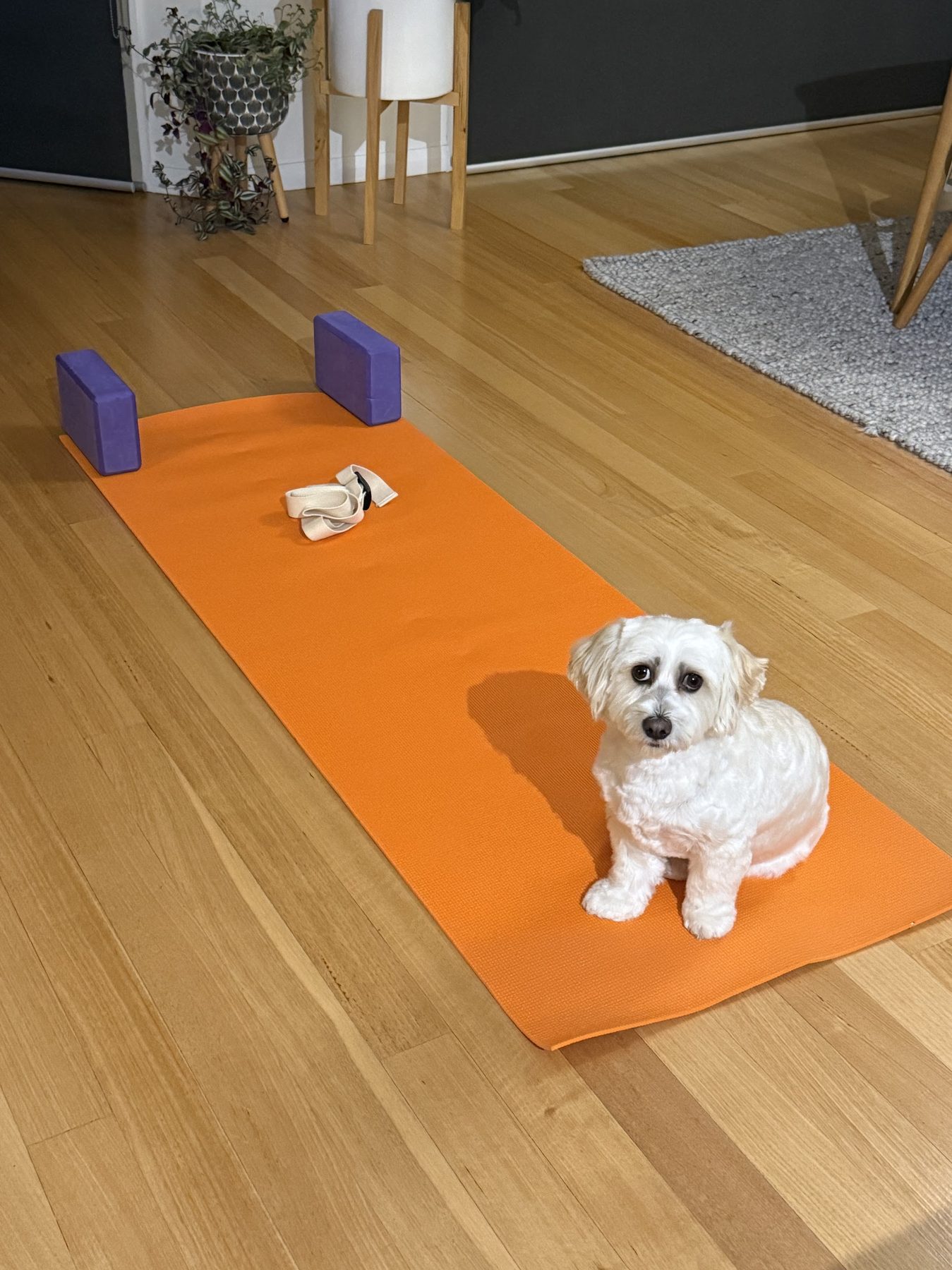 A freshly groomed white dog sitting indoors