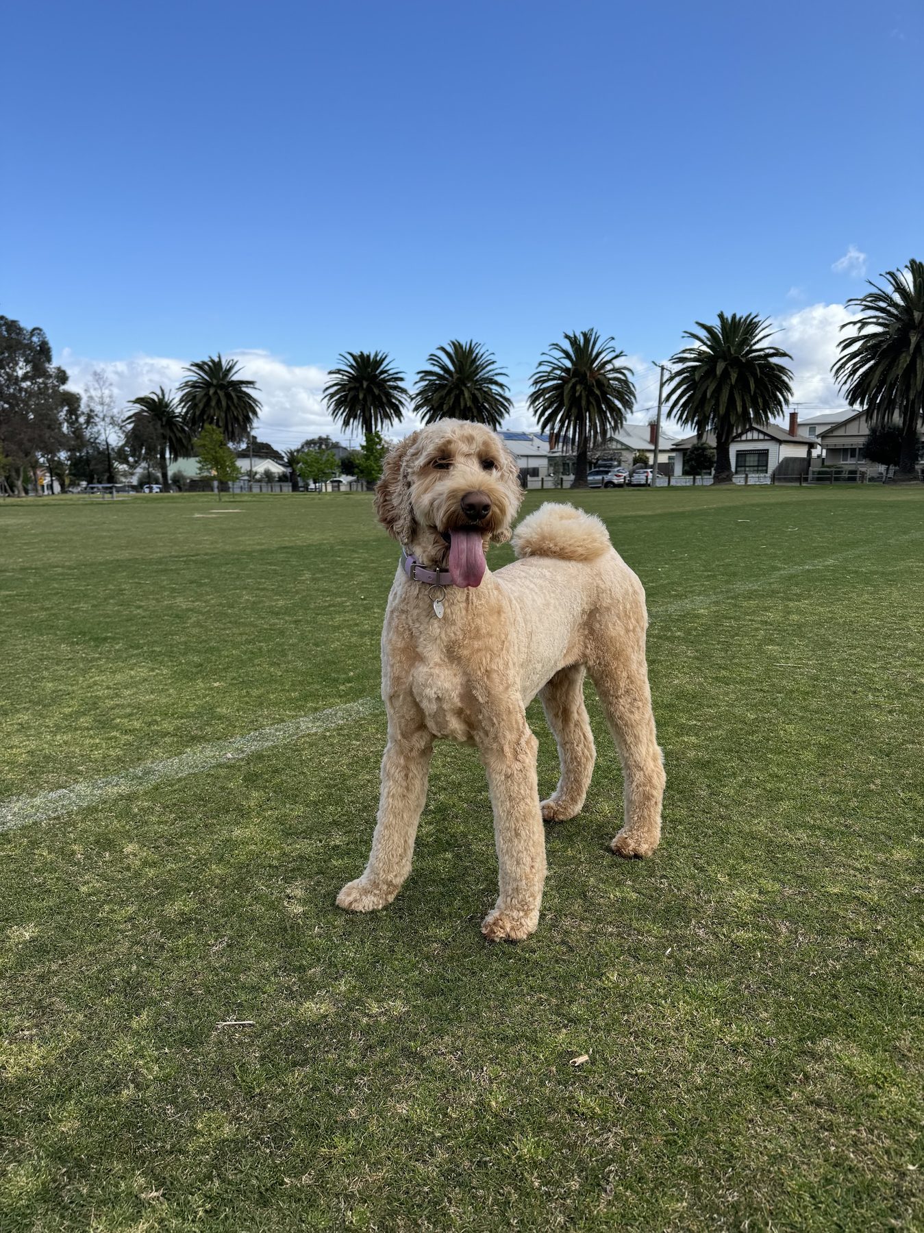 An apricot groodle standing on grass after being groomed