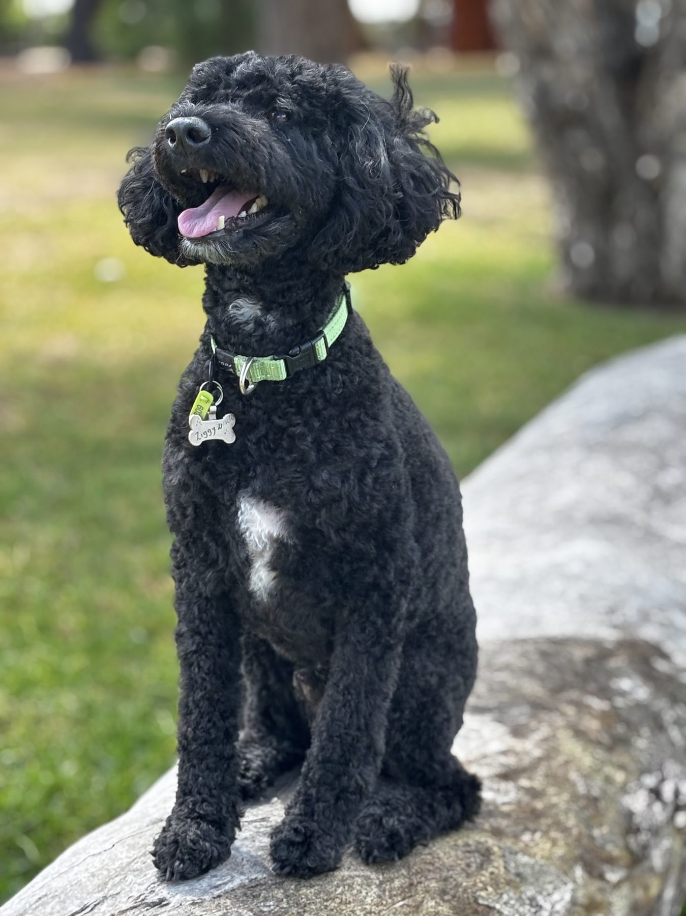 A black and white curly coated dog sitting on a rock