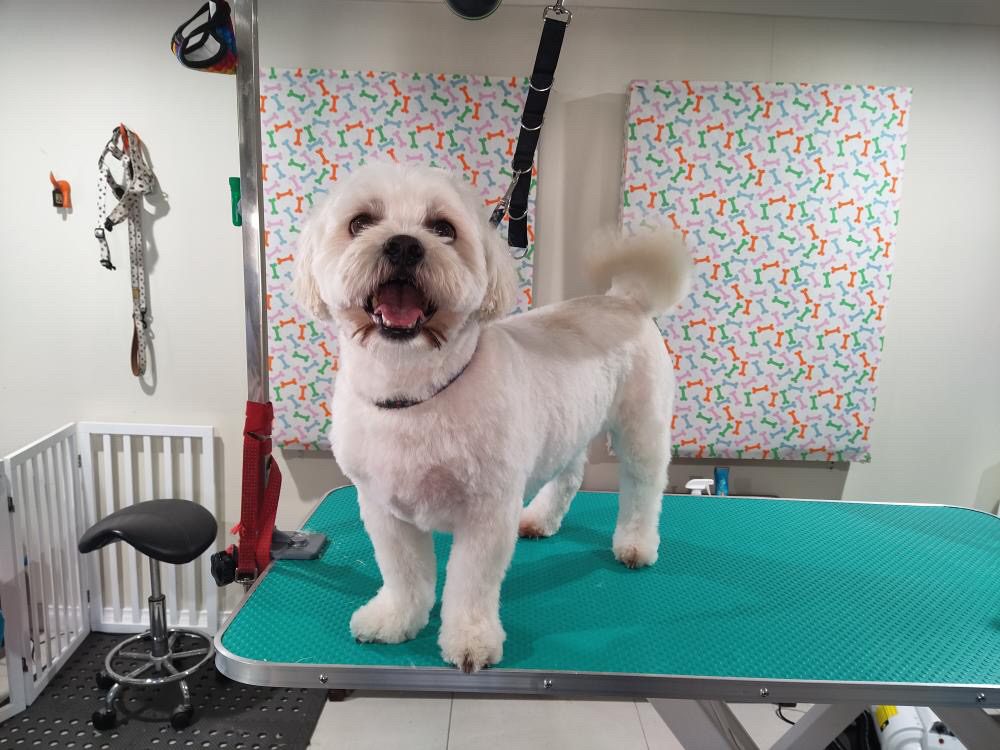 A small white dog standing on the grooming table in the salon