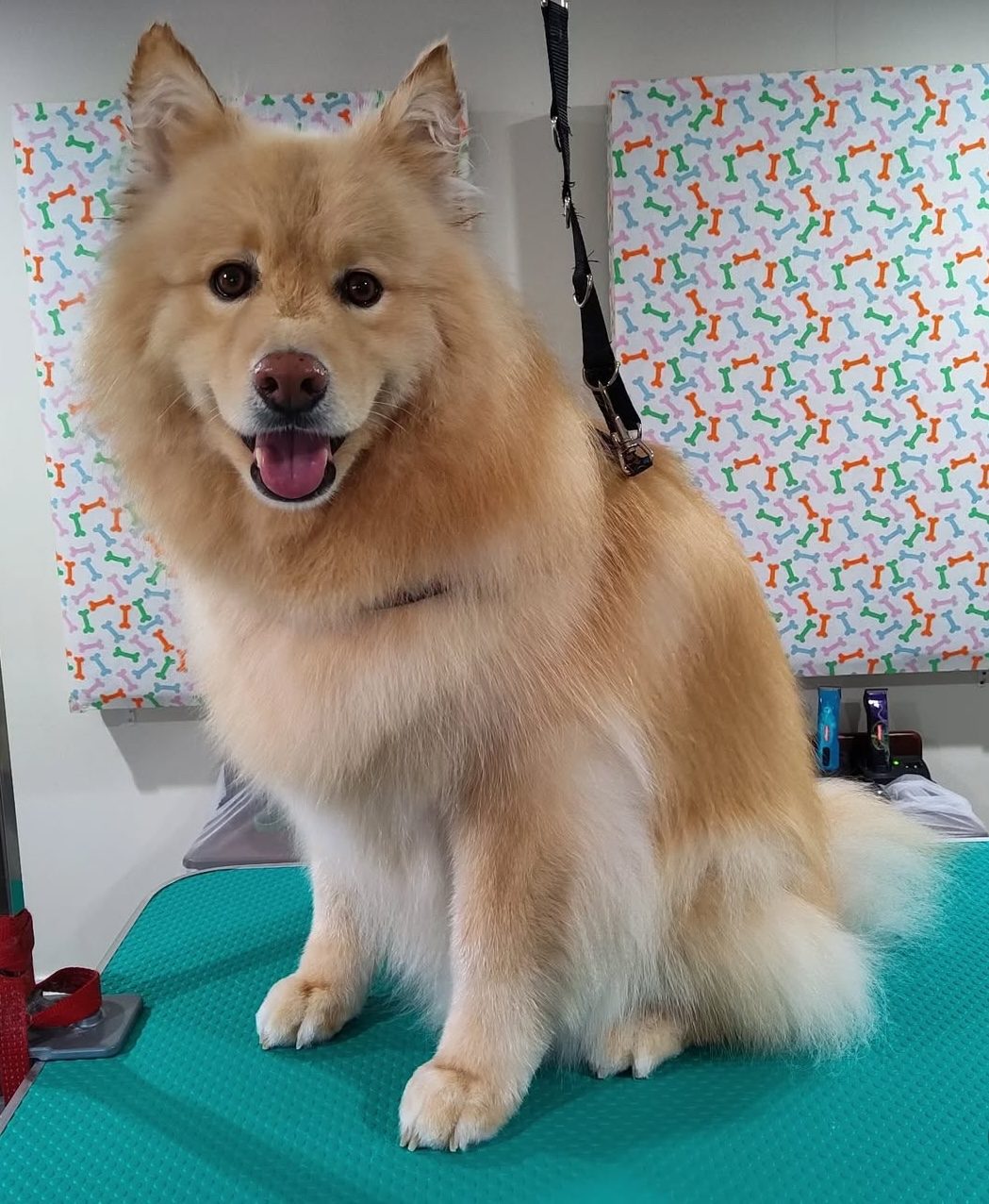 A cream coated spitz sitting on the grooming table after its groom