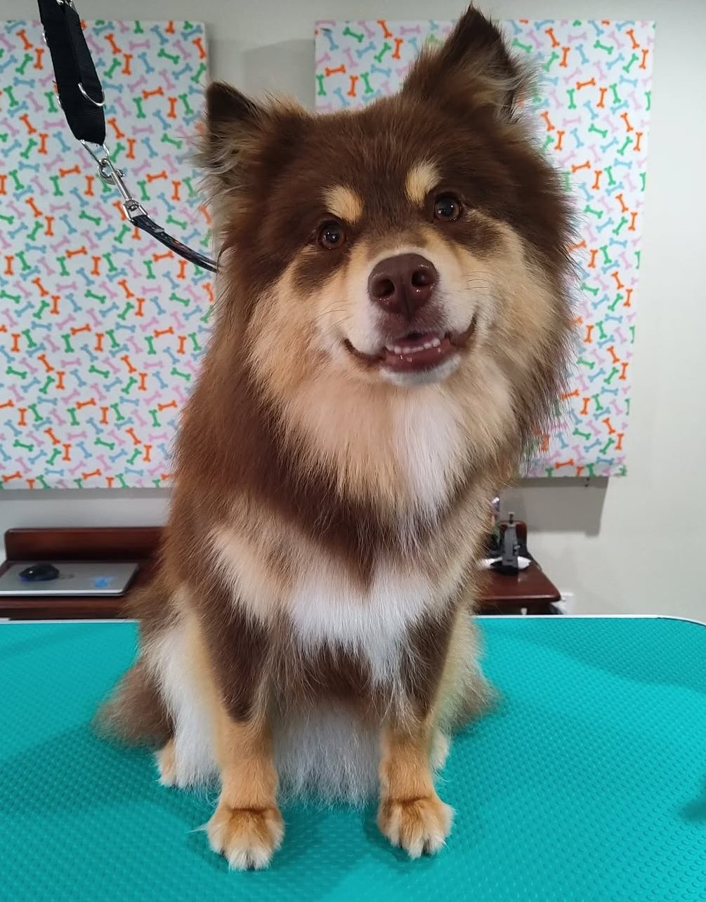A red and white spitz freshly groomed on the salon table