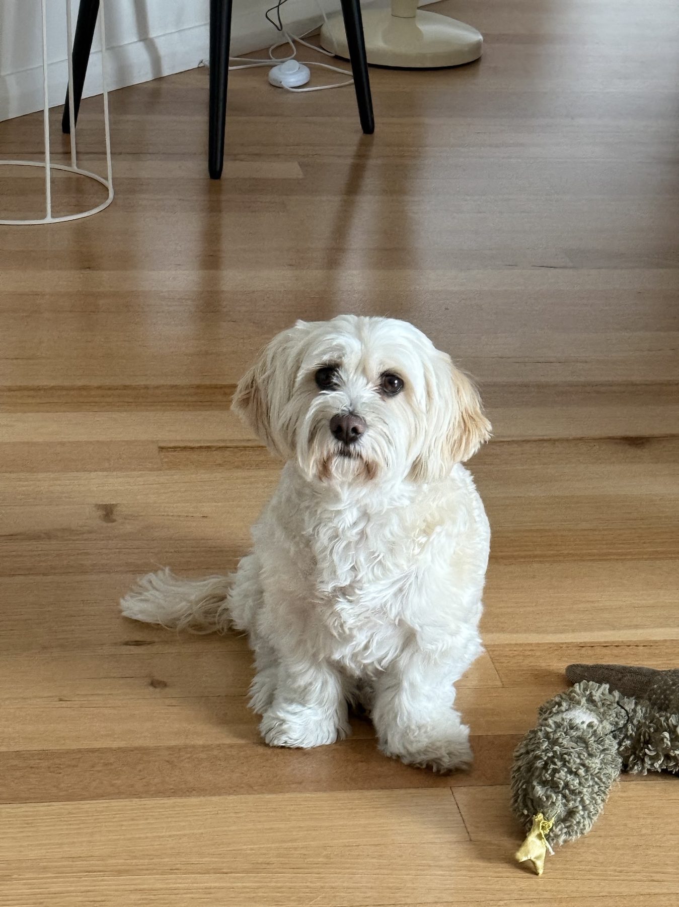 A small white dog sitting on a timber floor beside a toy