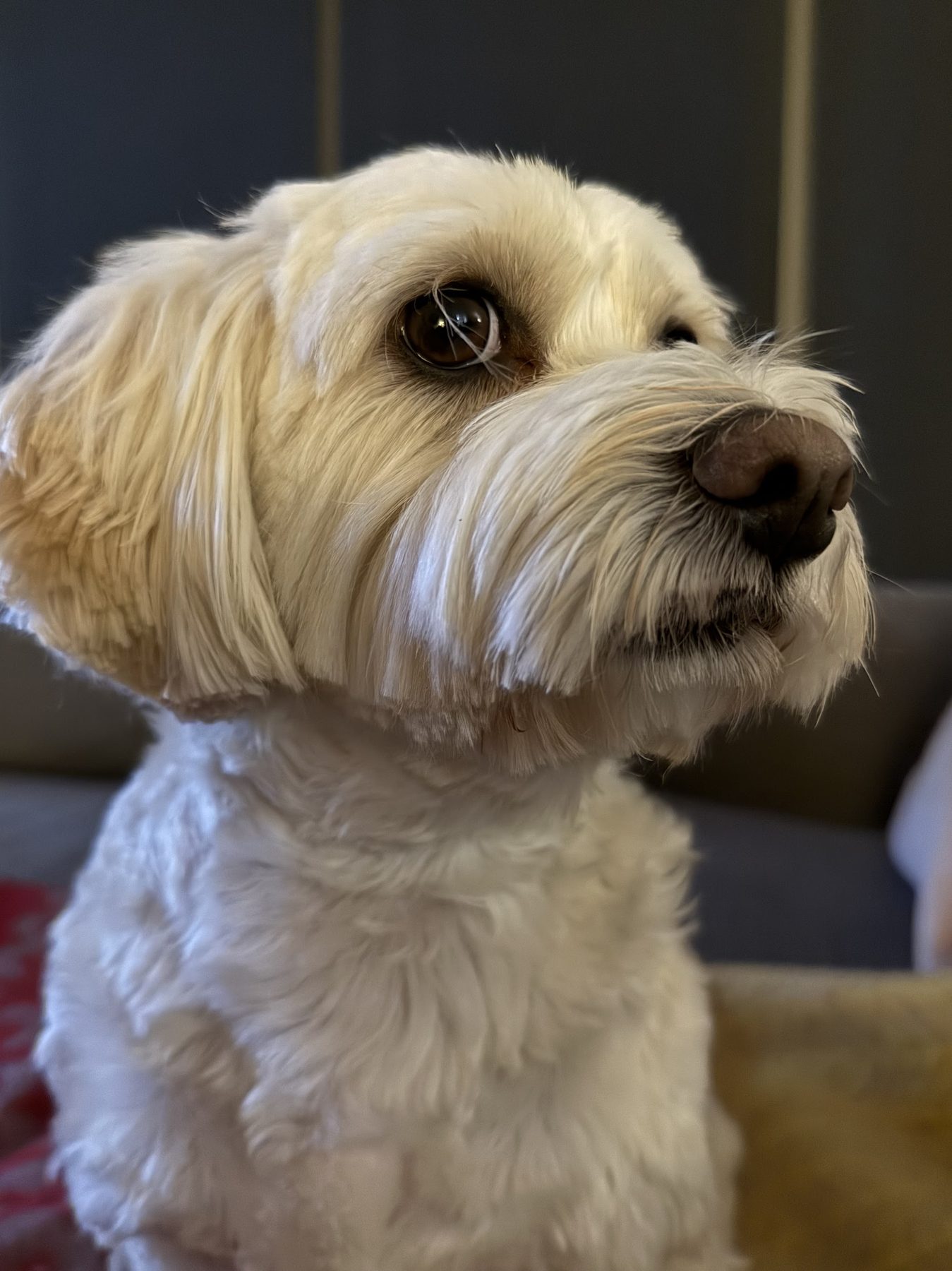 Close up of a cream shaggy faced dog after a tidy up